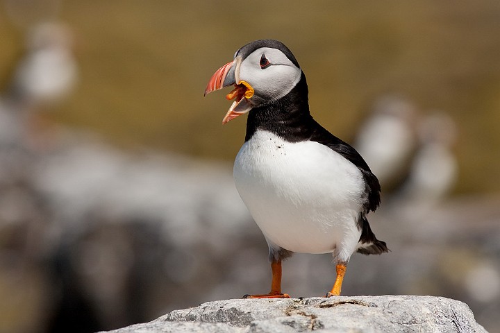 Papageitaucher Fratercula arctica Atlantic Puffin